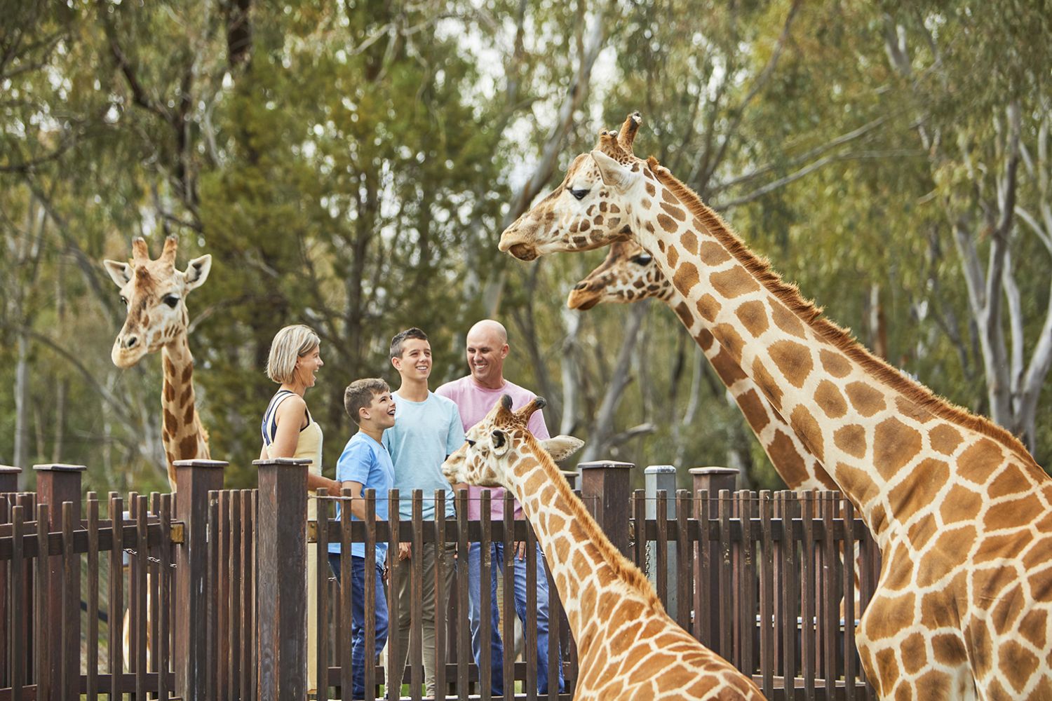 Zoos And Wildlife NSW Plan a Holiday Animal Experiences & Wildlife